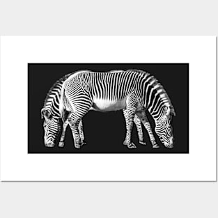 Zebra End to End - Double Stripes Posters and Art